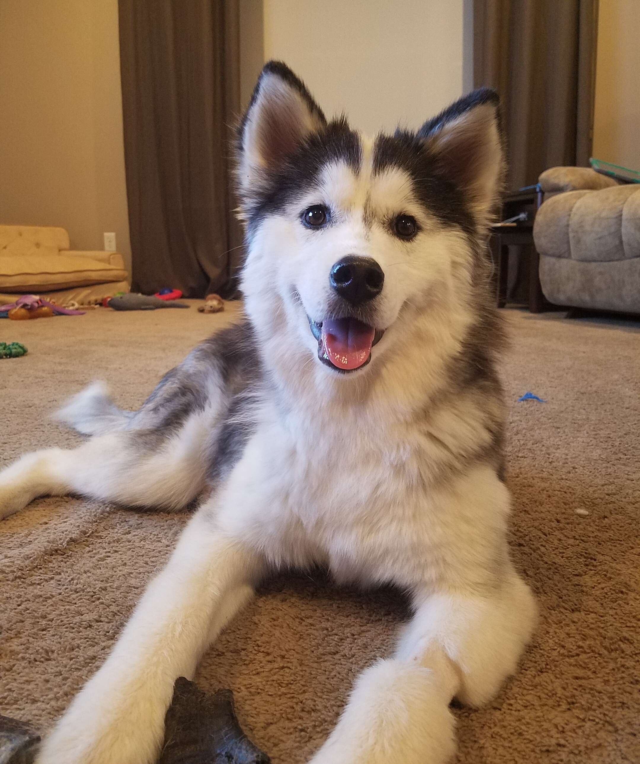 Husky is so fluffy now