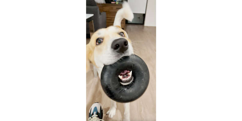 dog with goughnuts ring