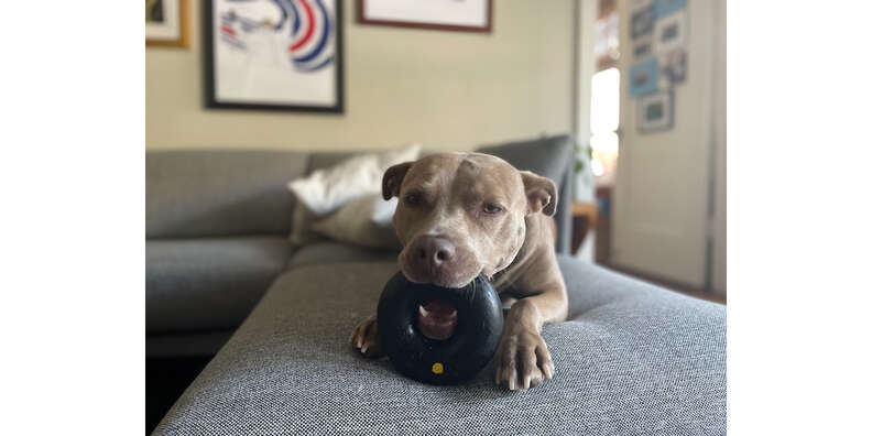 dog with goughnuts ring