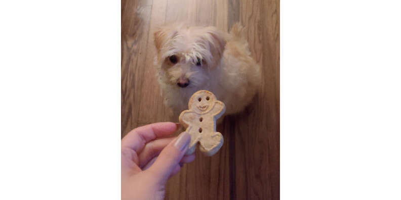 dog with buddy biscuits