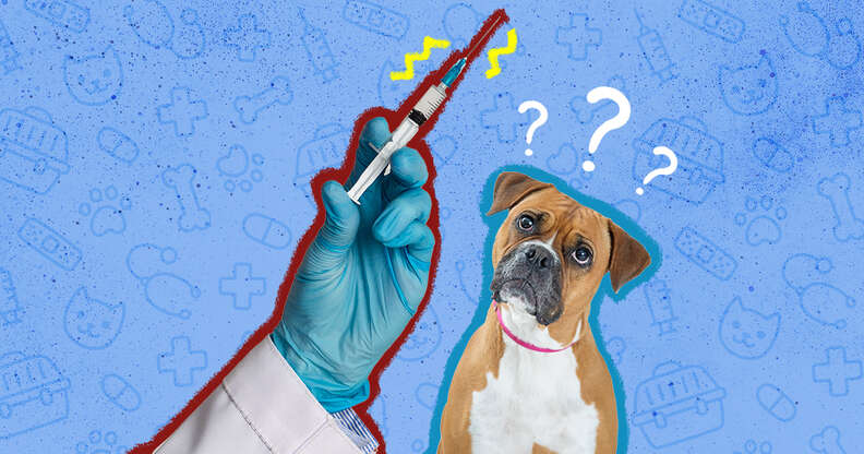 dog bordetella vaccine