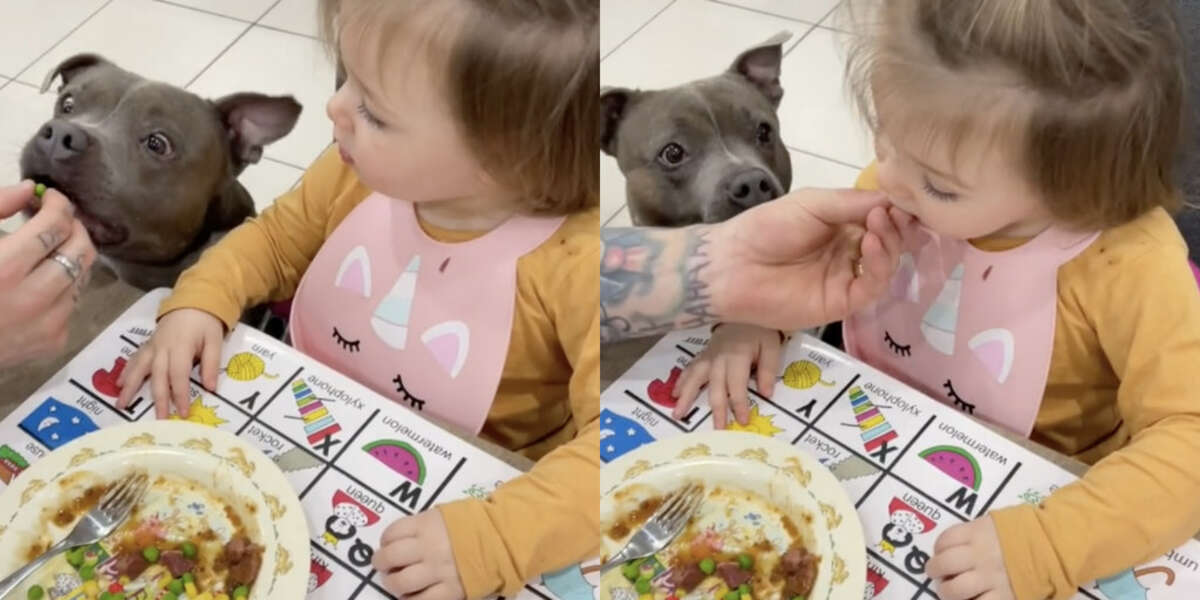 Baby Only Eats Veggies If Dog Tries Them First - The Dodo