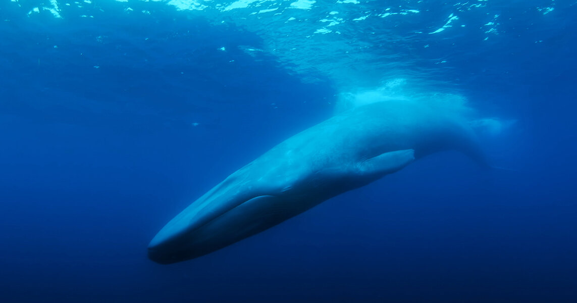 'The Loneliest Whale: The Search for 52' Joshua Zeman Interview - Thrillist