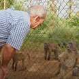 South Africa Man Fights to Save Threatened Baboons