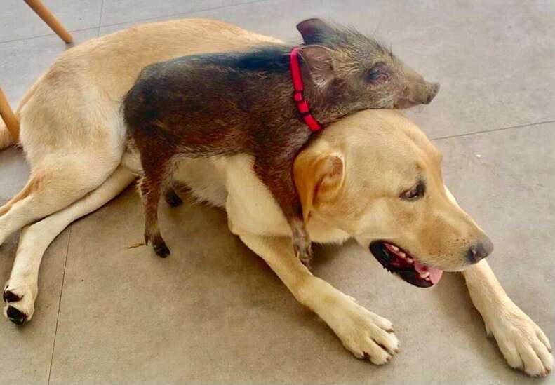 Wild boar snuggles with dog
