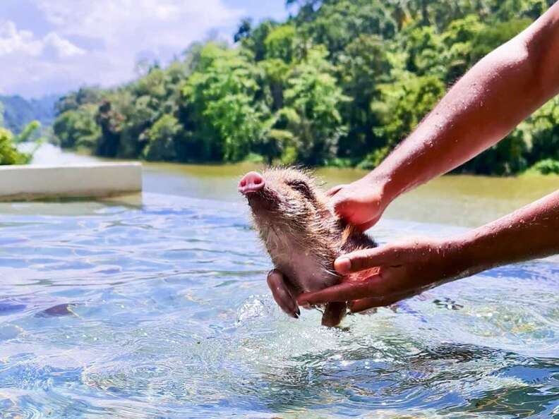 Rescued wild Boar goes for a swim in a pool