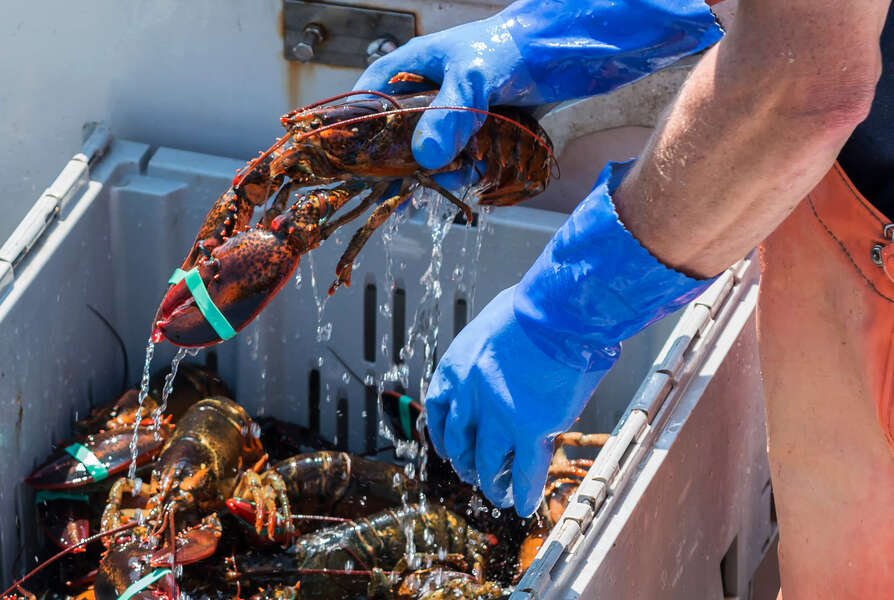 A Day in the Life of a Maine Lobsterman Thrillist