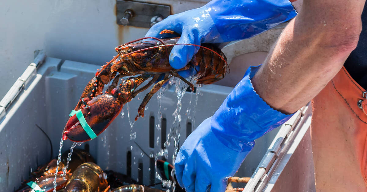 How To Start Lobster Fishing