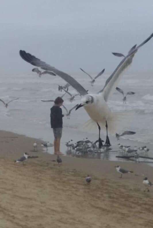 Giant seagull scares woman