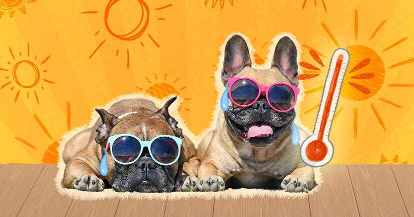 How Hot Is Too Hot For Dogs? A Vet Explains - Dodowell - The Dodo