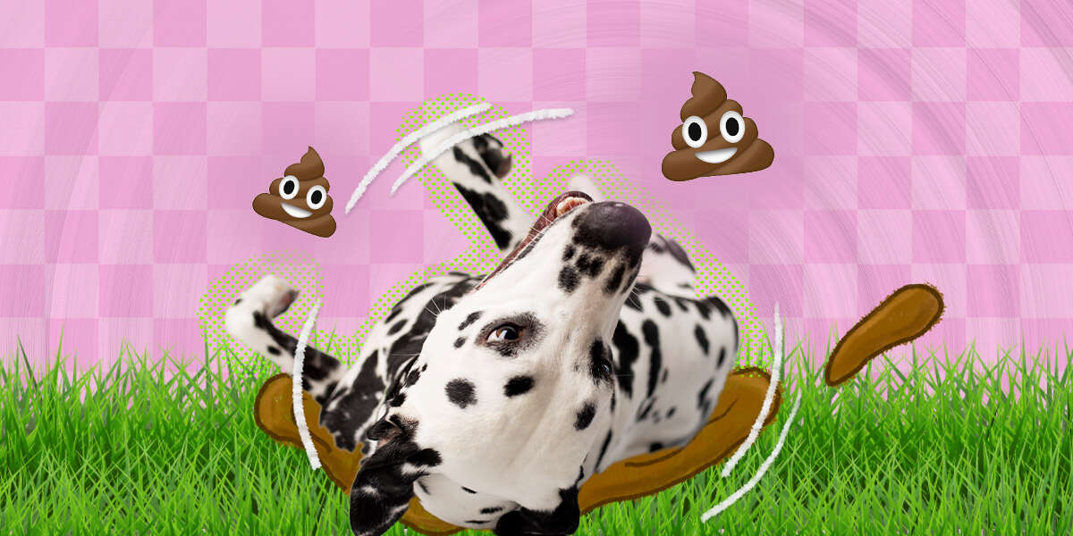 Why Do Dogs Roll In Poop? - DodoWell - The Dodo