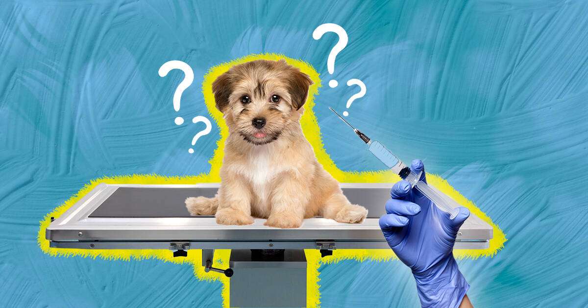 can dogs get an allergy test