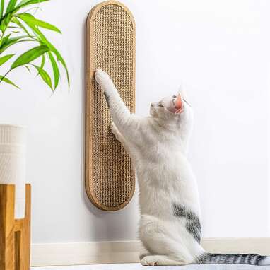 11 Cutest Kitten Scratching Posts On Amazon DodoWell The Dodo