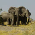 Elephants at Risk from Proposed Oil Field