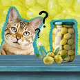 Cats and olives