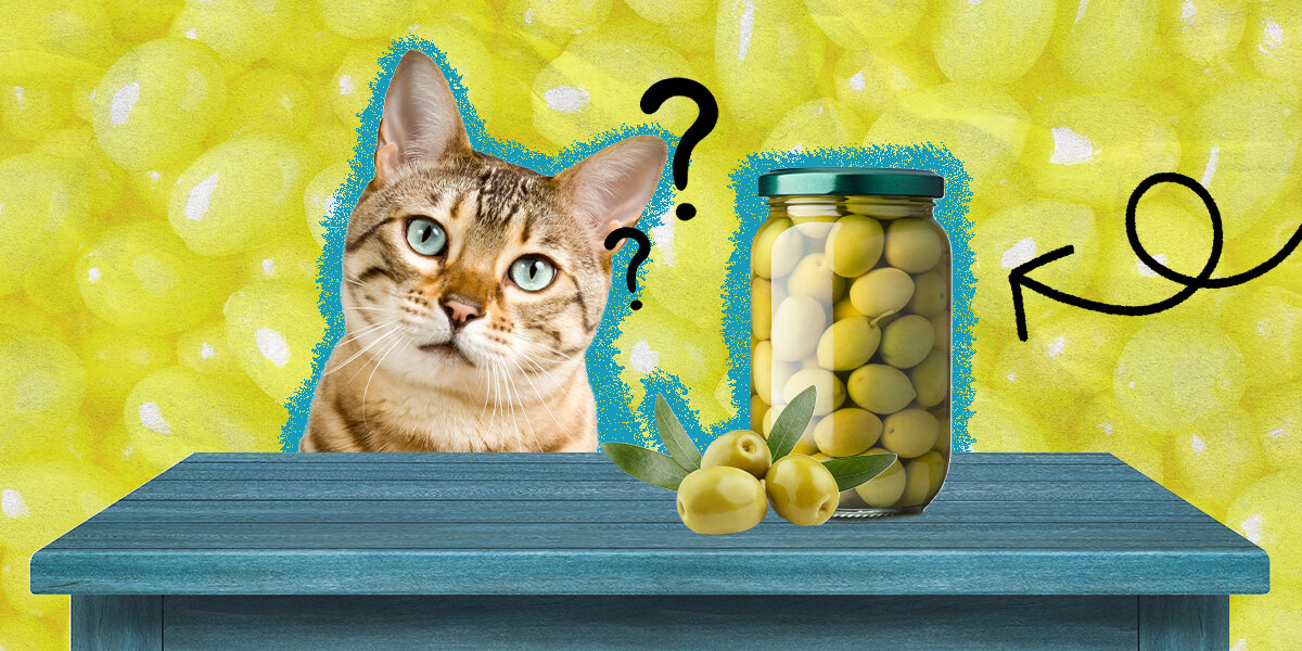 Are black olives bad for cats hotsell