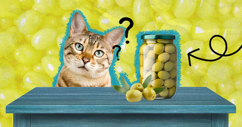 Cats and olives