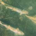 These Juvenile Chinook Salmon Could Die Out Due to CA Heatwave