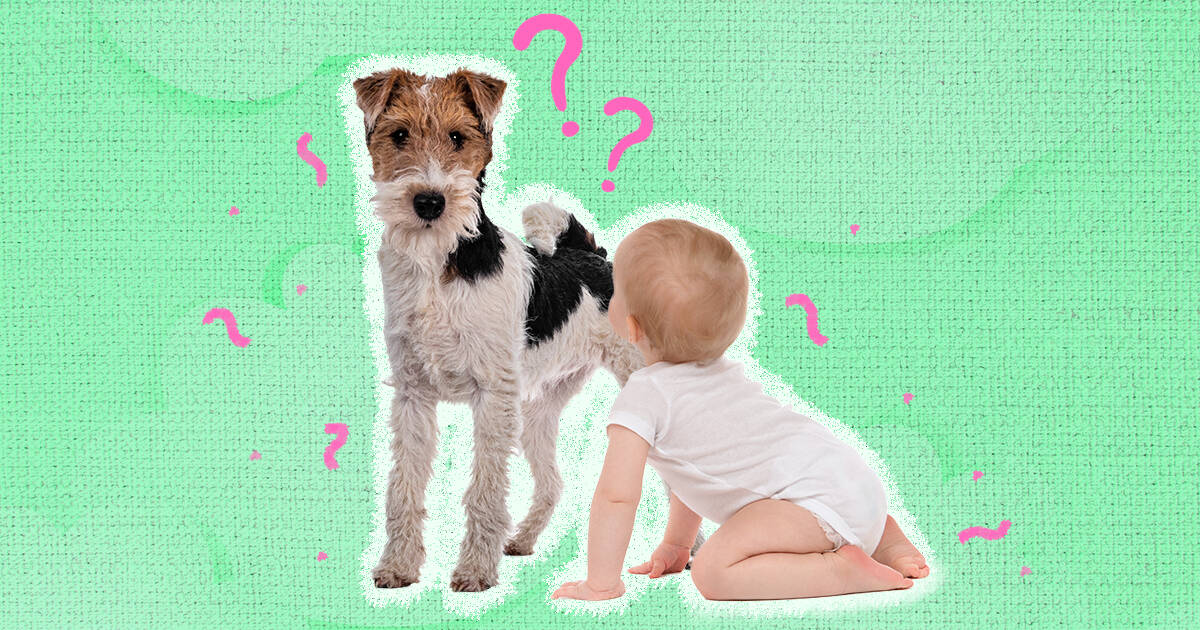 how do you introduce a dog to a baby