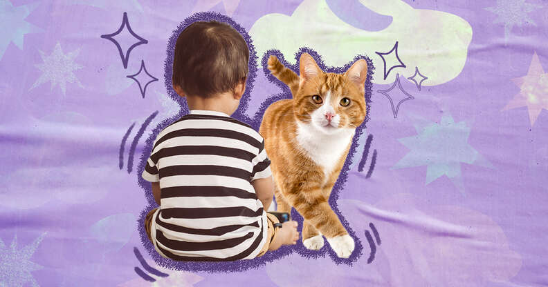 How to introduce a best sale cat to a baby