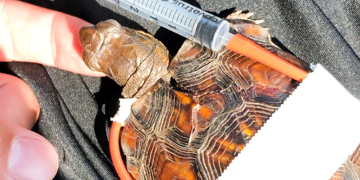 Turtle Shell Smashed Woman Tapes Little Turtle’s Broken Shell Back Together - Videos - The Dodo