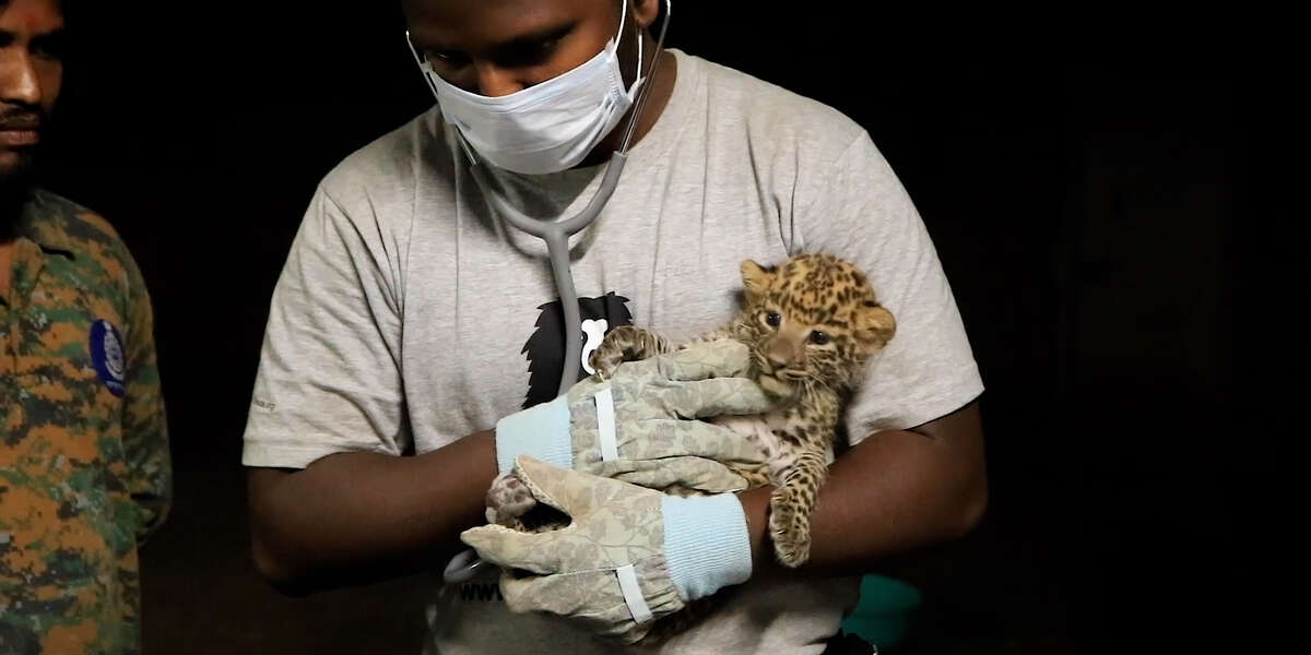 Lost Baby Leopards Reunite On Camera With Mom - Videos - The Dodo