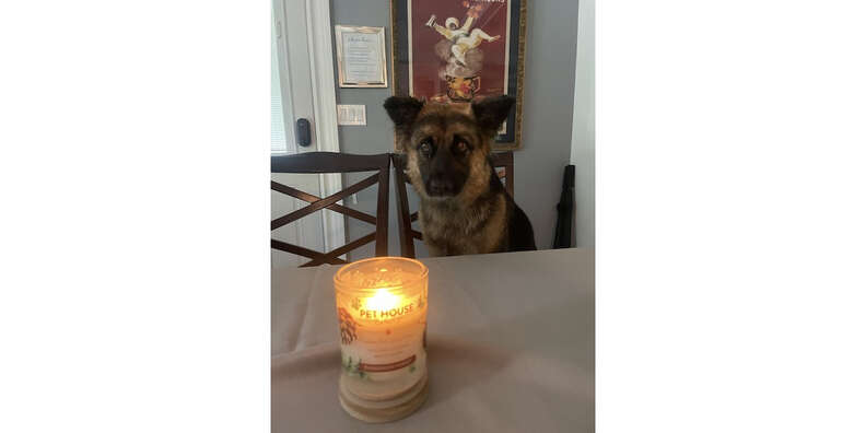 Candles to get outlet rid of dog smell