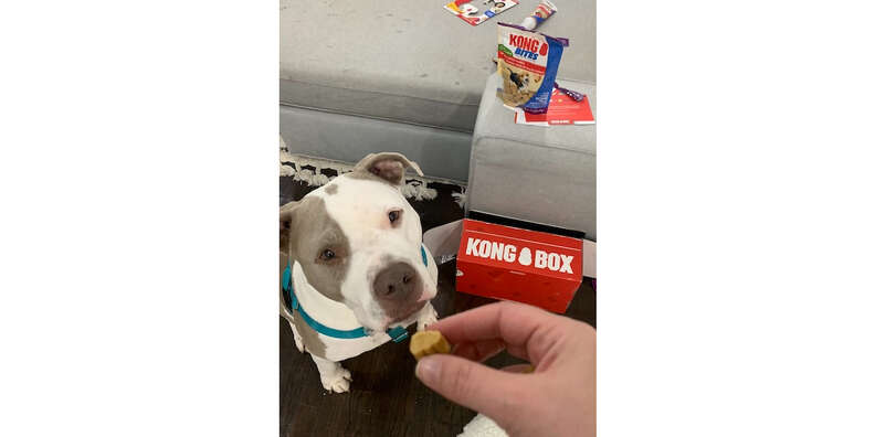 dog with kong box