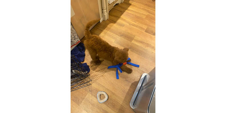 dog with kong toy