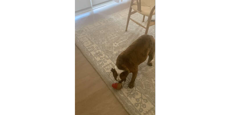 dog with kong toy
