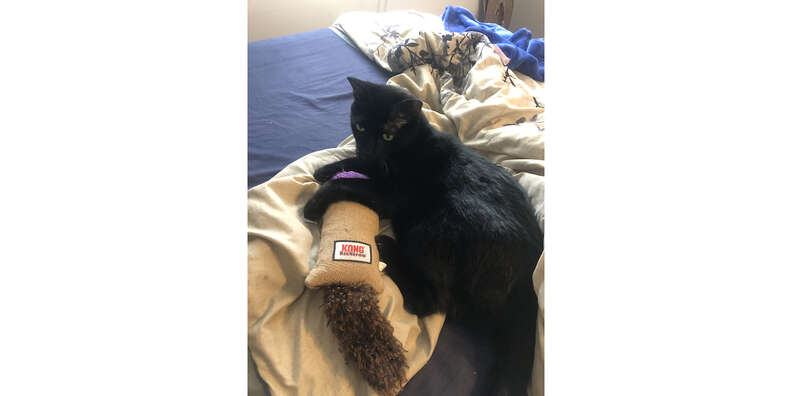 cat with kong kickeroo