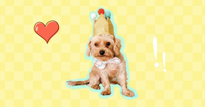 dog in crown with heart
