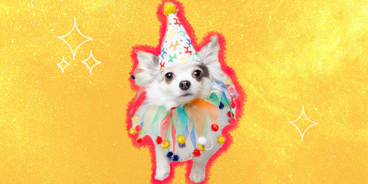 9 Awesome Birthday Hats Your Dog Needs - DodoWell - The Dodo