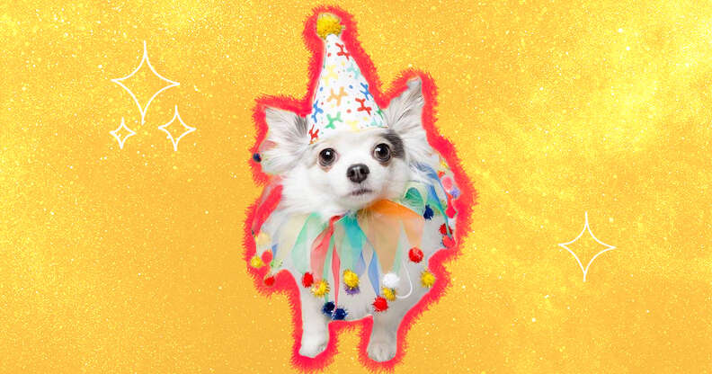 dog with party hat and collar