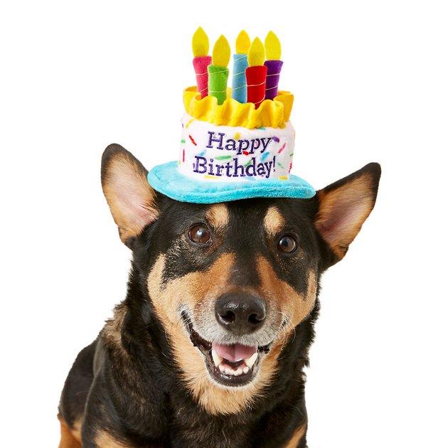 9 Awesome Birthday Hats Your Dog Needs DodoWell The Dodo