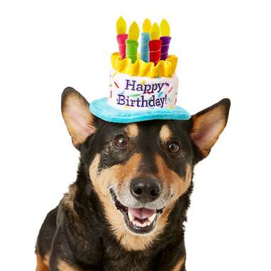 Dog birthday outlet hat