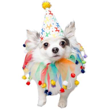 Pet Krewe Unleash the Parade Birthday Dog Collar & Hat