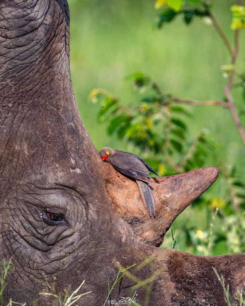 Bird snuggles rhino's horn