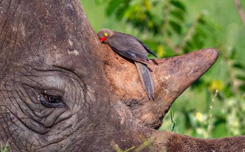 Photographer Catches Oxpecker Cuddling His Rhino Friend - The Dodo