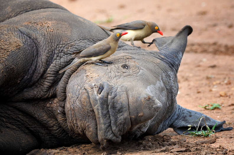 Symbiotic relationship between rhino and oxpecker