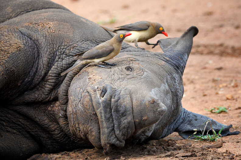 Photographer Catches Oxpecker Cuddling His Rhino Friend - The Dodo