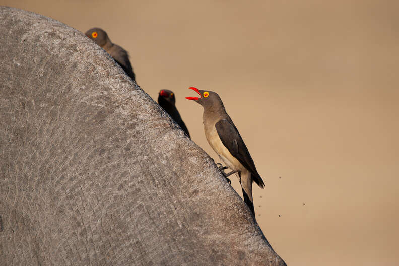 Oxpecker shouting a warning call