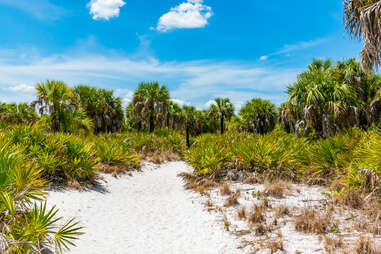 a sandy beach leading up to a grove of palm trees