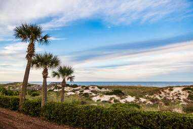 palm trees leading up to a beach