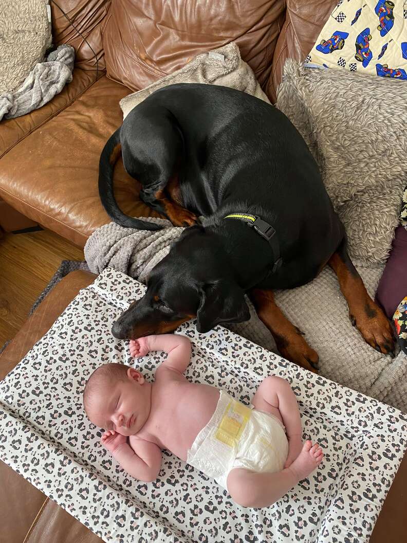 Doberman comforts baby who's crying