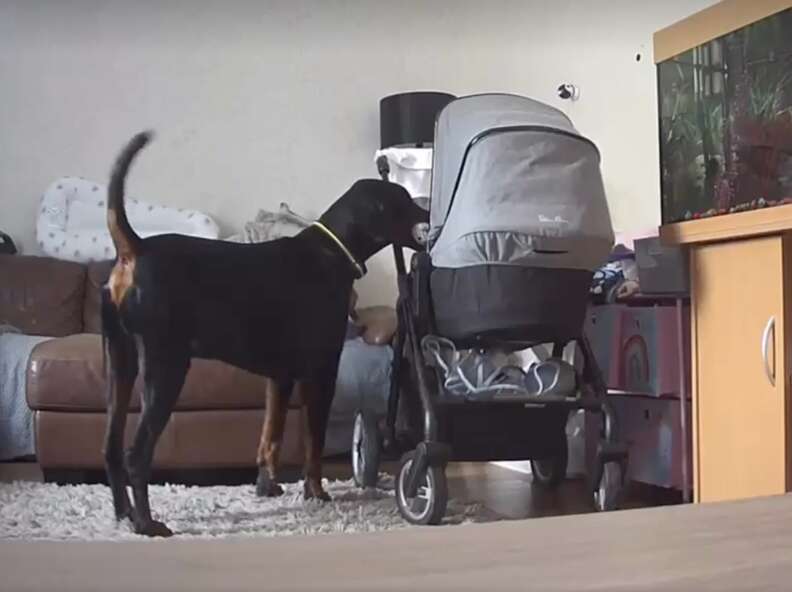 Dog gives crying baby his toy