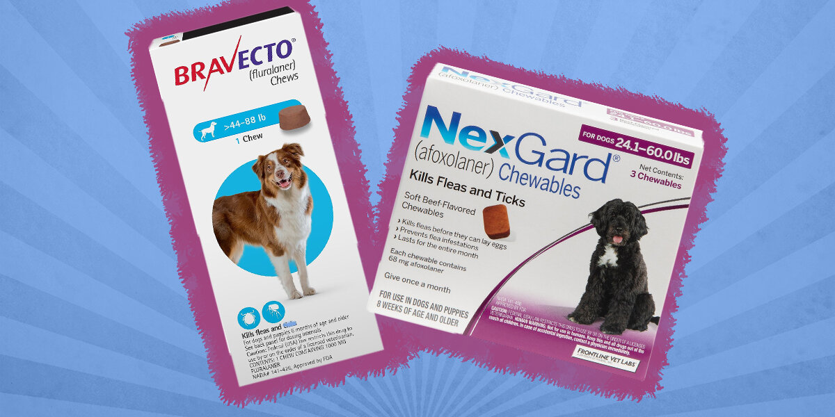 Best tick and flea pill 2024 for dogs