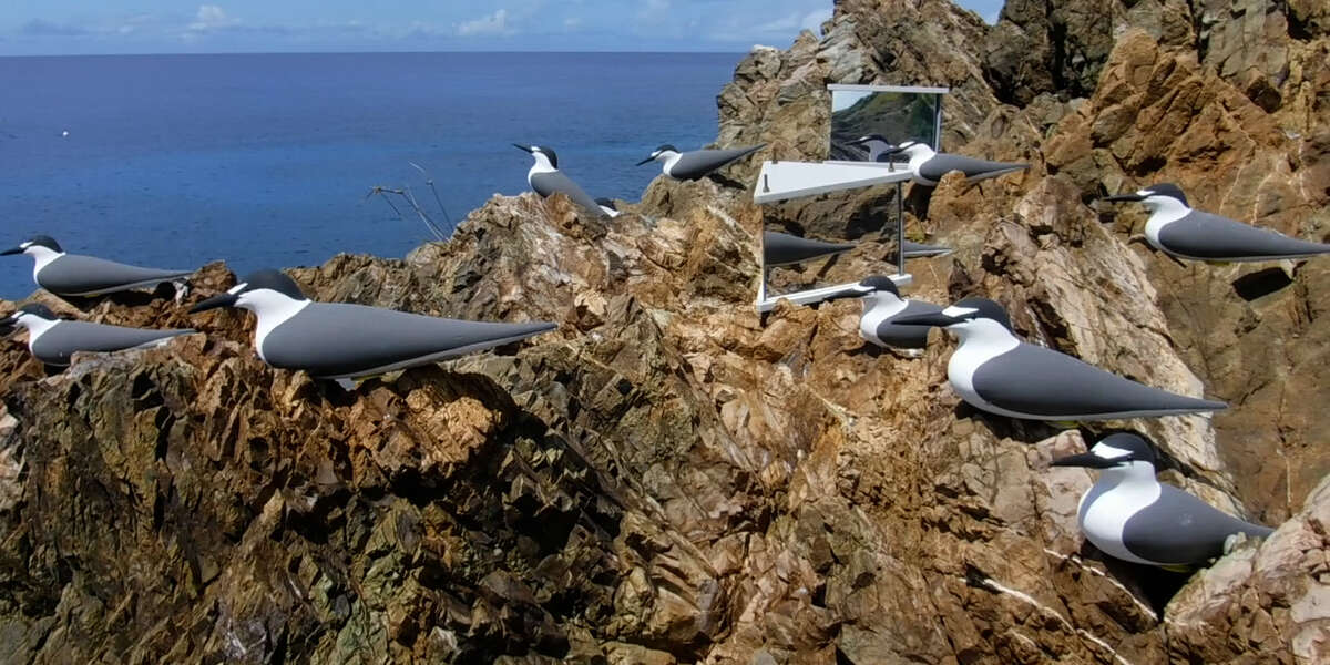 Scientists Use 'Bird Disco' to Boost Seabird Populations - NowThis
