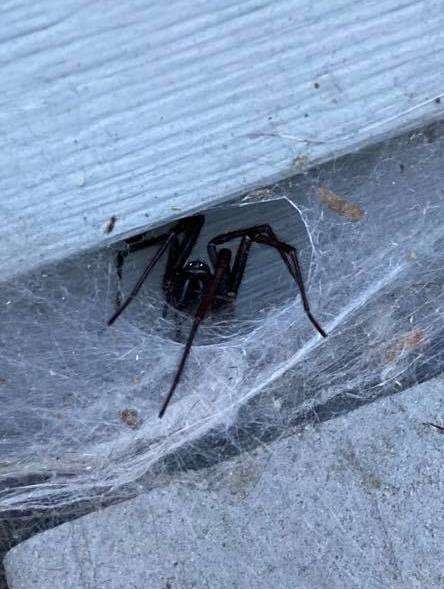 Giant house spider on woman's porch