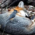 Bold Little Bird Caught Stealing Fur Straight From A Sleepy Fox